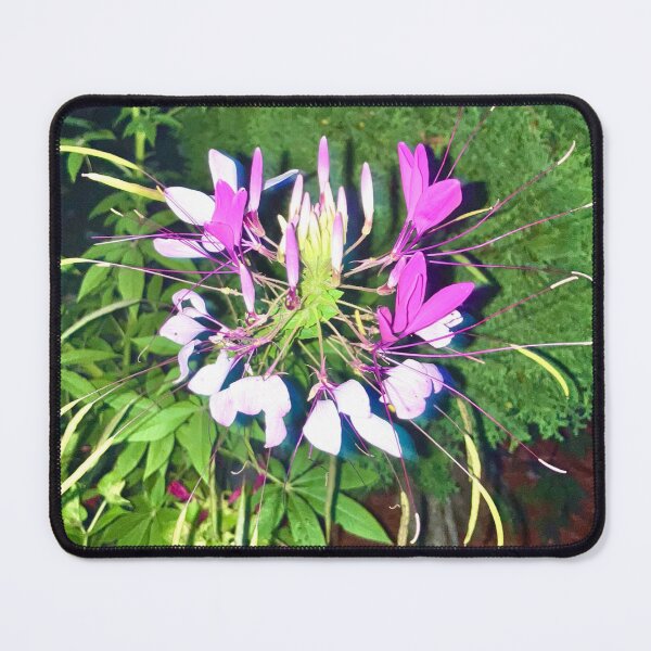 Item preview, Spiny Spiderflower designed and sold by Amanda1775.