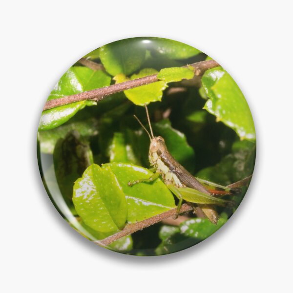 Item preview, short-winged rice grasshopper designed and sold by ROSE ANN BANILAR.