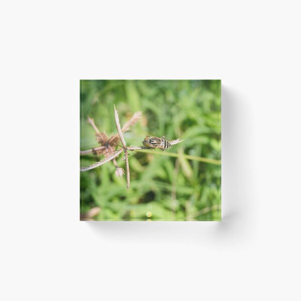 Item preview, hoverfly  designed and sold by ROSE ANN BANILAR.