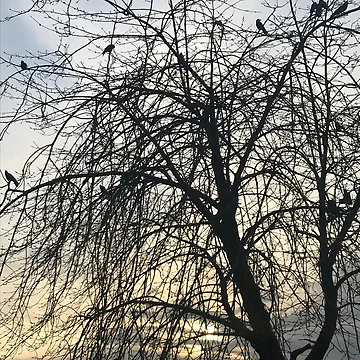 Artwork thumbnail, Crows In Trees by BackyardBuds