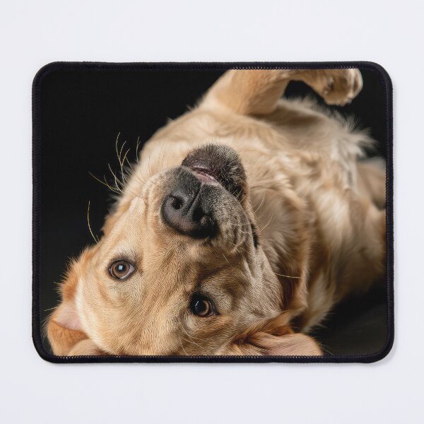 Item preview, Upside Down Yellow Lab designed and sold by Elisabeth Lucas.