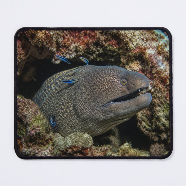 Item preview, Moray Eel in Coral Reef | Underwater Ocean Wildlife Wall Art | Marine Life Canvas designed and sold by ApexAnimal Art.