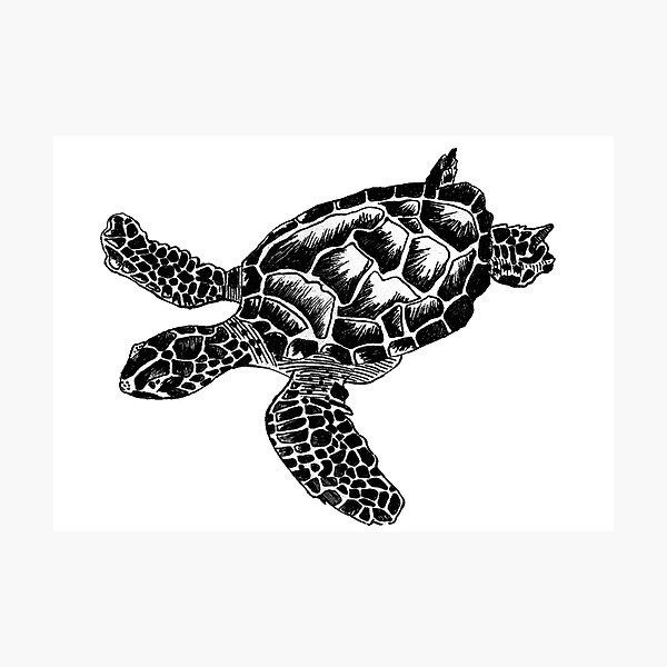 Black White Sea Turtle Photographic Prints | Redbubble