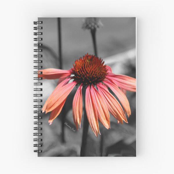 Item preview, Perennial Harmony Sunset Echinacea designed and sold by SummerJade.