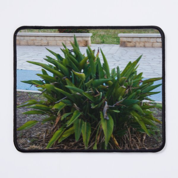 Item preview, Green Coastal Shrub on Seafront Promenade Overlooking Calm Ocean Horizon and Sandy Dunes designed and sold by Nmallia.
