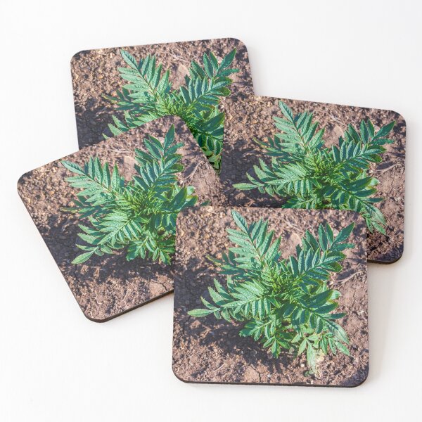 Item preview, Young Seedlings Growing in a Sunlit Garden Bed With Rich Soil and Green Foliage Rows designed and sold by Nmallia.