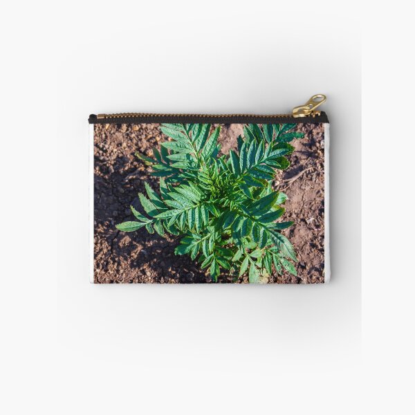Item preview, Young Seedlings Growing in a Sunlit Garden Bed With Rich Soil and Green Foliage Rows designed and sold by Nmallia.