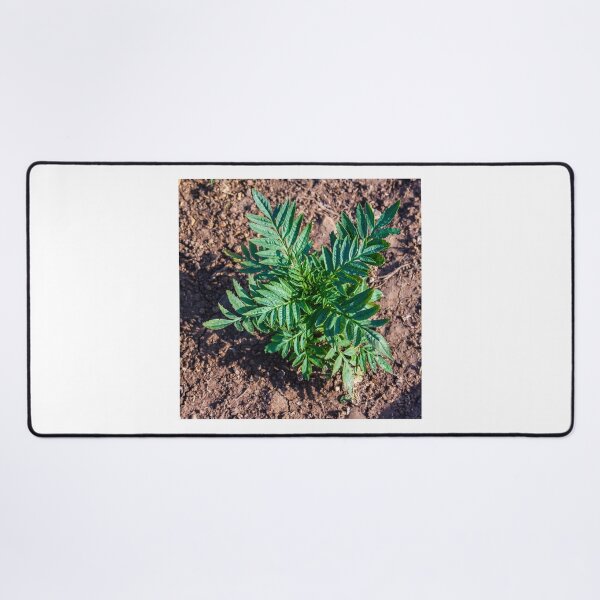 Item preview, Young Seedlings Growing in a Sunlit Garden Bed With Rich Soil and Green Foliage Rows designed and sold by Nmallia.