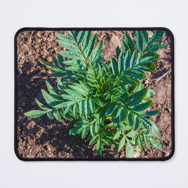 Item preview, Young Seedlings Growing in a Sunlit Garden Bed With Rich Soil and Green Foliage Rows designed and sold by Nmallia.