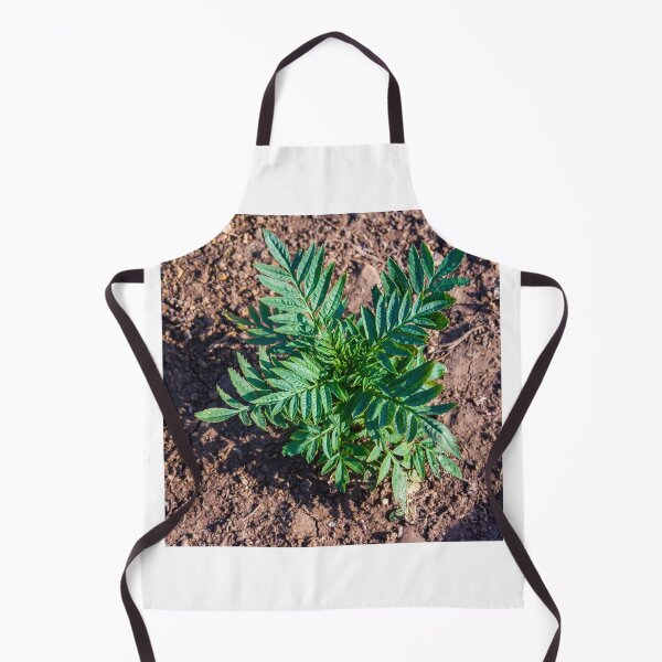 Item preview, Young Seedlings Growing in a Sunlit Garden Bed With Rich Soil and Green Foliage Rows designed and sold by Nmallia.