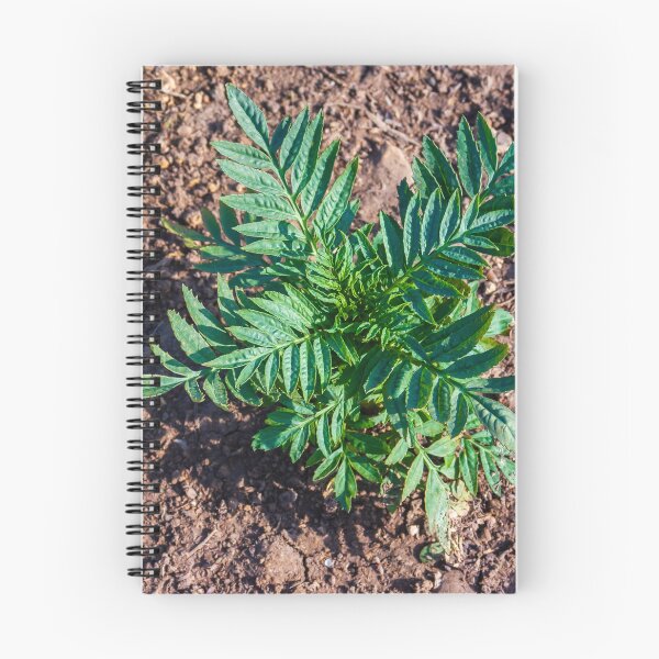 Item preview, Young Seedlings Growing in a Sunlit Garden Bed With Rich Soil and Green Foliage Rows designed and sold by Nmallia.