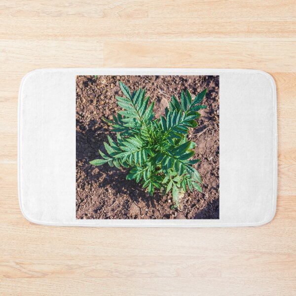 Item preview, Young Seedlings Growing in a Sunlit Garden Bed With Rich Soil and Green Foliage Rows designed and sold by Nmallia.