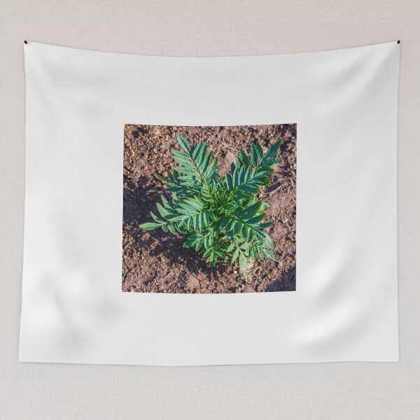 Item preview, Young Seedlings Growing in a Sunlit Garden Bed With Rich Soil and Green Foliage Rows designed and sold by Nmallia.
