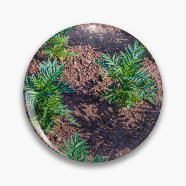 Item preview, Young Seedlings Growing in a Sunlit Garden Bed With Rich Soil and Green Foliage Rows designed and sold by Nmallia.