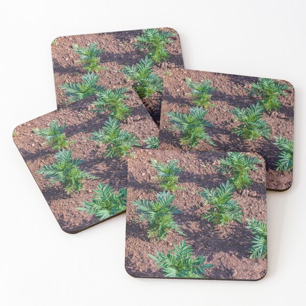 Item preview, Young Seedlings Growing in a Sunlit Garden Bed With Rich Soil and Green Foliage Rows designed and sold by Nmallia.