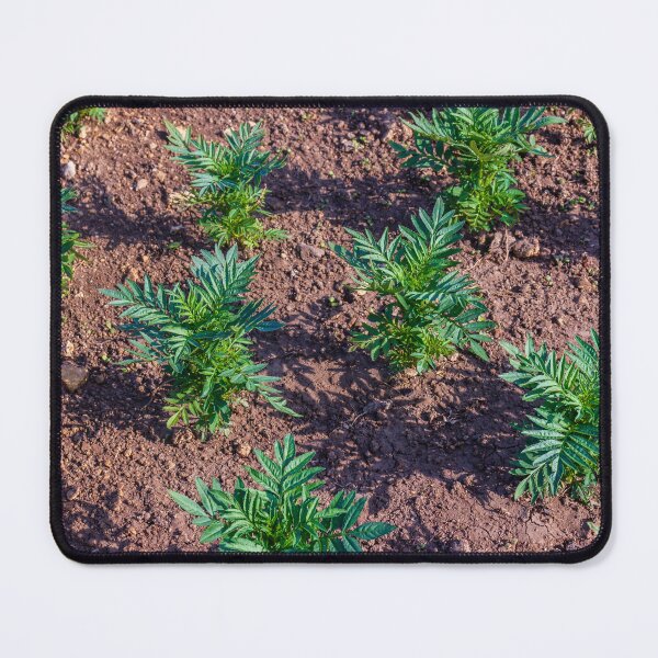 Item preview, Young Seedlings Growing in a Sunlit Garden Bed With Rich Soil and Green Foliage Rows designed and sold by Nmallia.