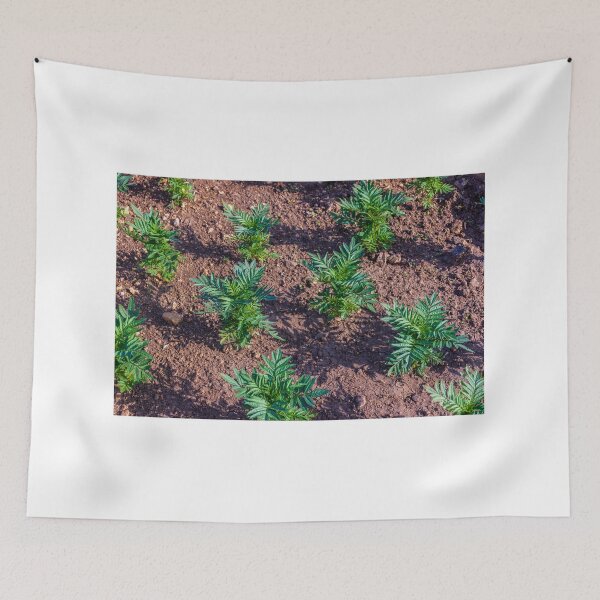 Item preview, Young Seedlings Growing in a Sunlit Garden Bed With Rich Soil and Green Foliage Rows designed and sold by Nmallia.
