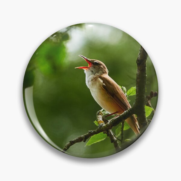 Item preview, Great Reed Warbler designed and sold by Eidetic Photos.