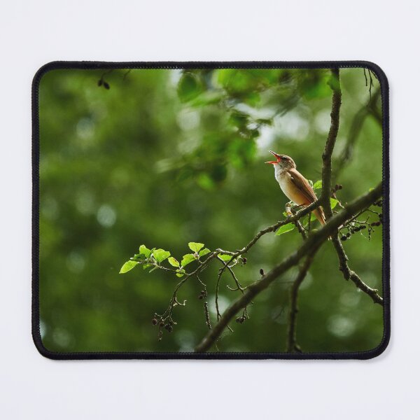 Item preview, Great Reed Warbler designed and sold by Eidetic Photos.