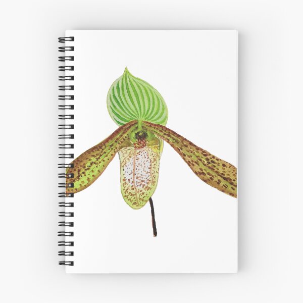 Item preview, Paphiopedilum Orchid Botanical Watercolor Painting designed and sold by kunjaw.