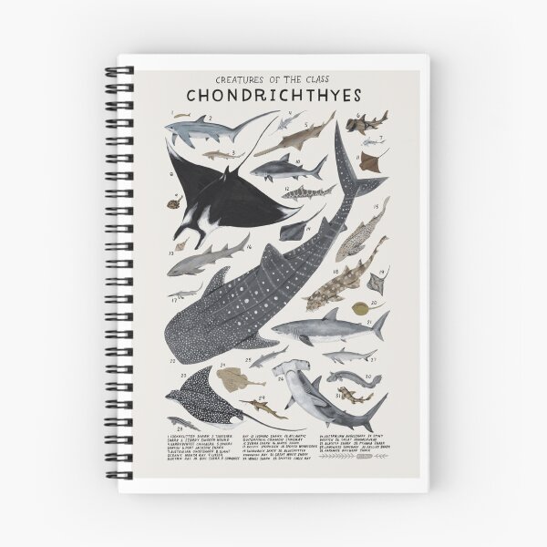 Item preview, Creatures of the Class Chondrichthyes – Illustrated Marine Taxonomy Chart ?? designed and sold by WATEKE.