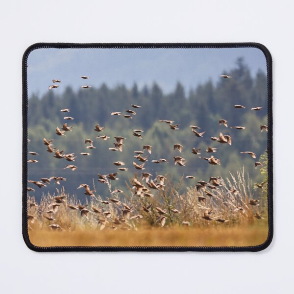 Item preview, A large flock of starlings over the stubble field. designed and sold by NaturePhotography.