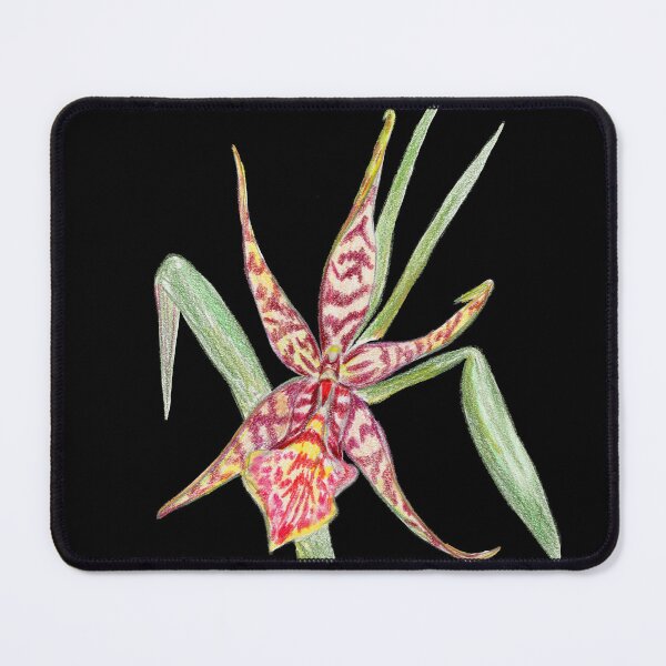 Item preview, Arthurara Sea Snake 'Unforgettable' Orchid Colored Pencil Botanical Drawing designed and sold by Dina's Fine Arts.