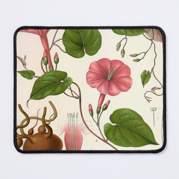 Item preview, Kohlers Medicinal Plants 1887 designed and sold by Gilmour-Prints.