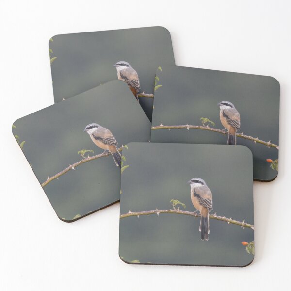 Item preview, Long Tailed Shrike designed and sold by LaurenTucker.
