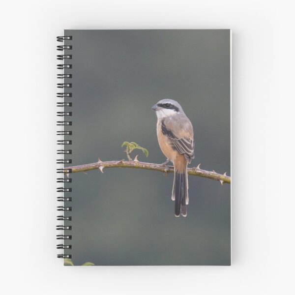 Item preview, Long Tailed Shrike designed and sold by LaurenTucker.
