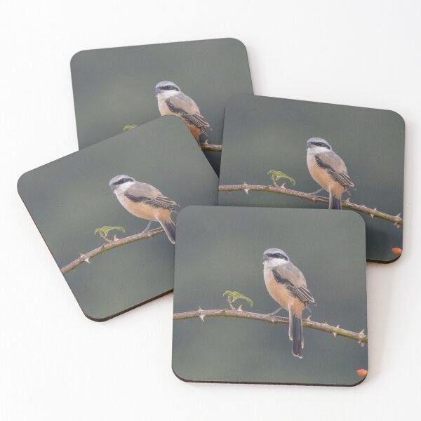 Item preview, Long Tailed Shrike designed and sold by LaurenTucker.