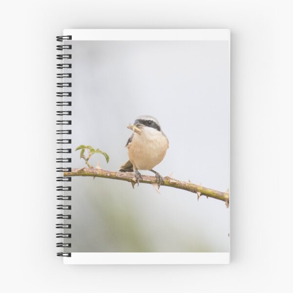 Item preview, Long Tailed Shrike designed and sold by LaurenTucker.