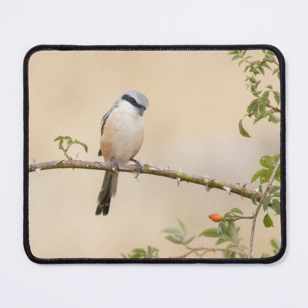 Item preview, Long Tailed Shrike designed and sold by LaurenTucker.