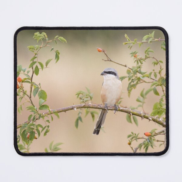 Item preview, Long Tailed Shrike designed and sold by LaurenTucker.