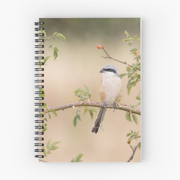 Item preview, Long Tailed Shrike designed and sold by LaurenTucker.