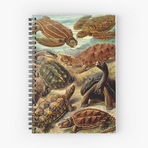 Item preview, Plate 90 Chelonia 1899 designed and sold by Gilmour-Prints.