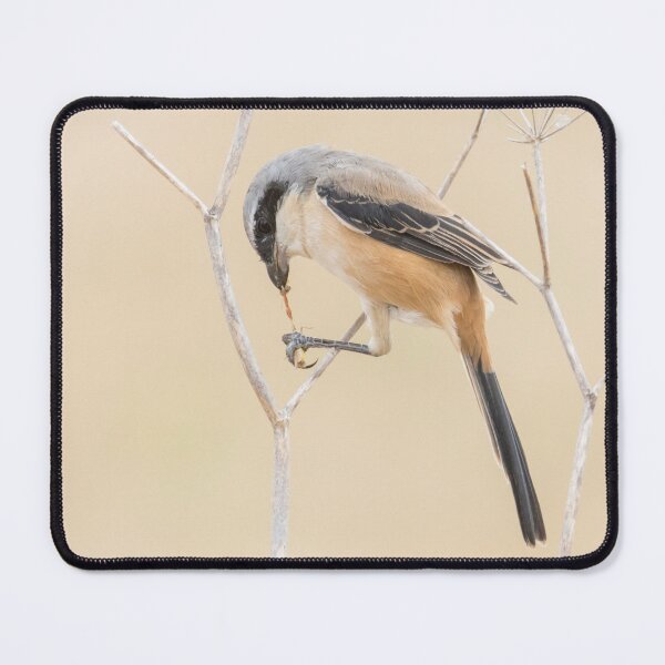 Item preview, Long Tailed Shrike designed and sold by LaurenTucker.