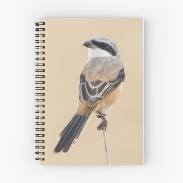 Item preview, Long Tailed Shrike designed and sold by LaurenTucker.