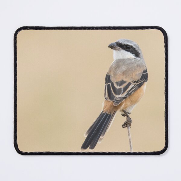 Item preview, Long Tailed Shrike designed and sold by LaurenTucker.