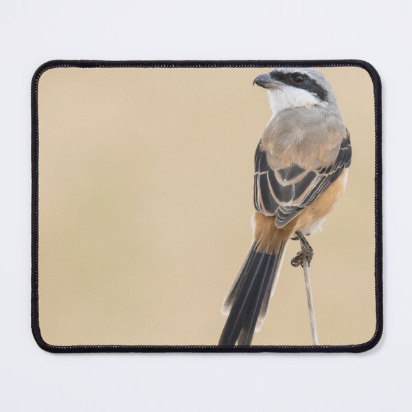 Item preview, Long Tailed Shrike designed and sold by LaurenTucker.