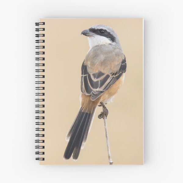 Item preview, Long Tailed Shrike designed and sold by LaurenTucker.