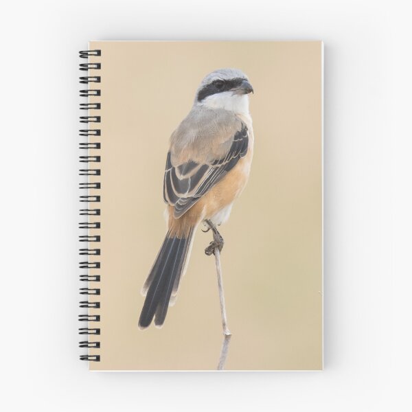 Item preview, Long Tailed Shrike designed and sold by LaurenTucker.