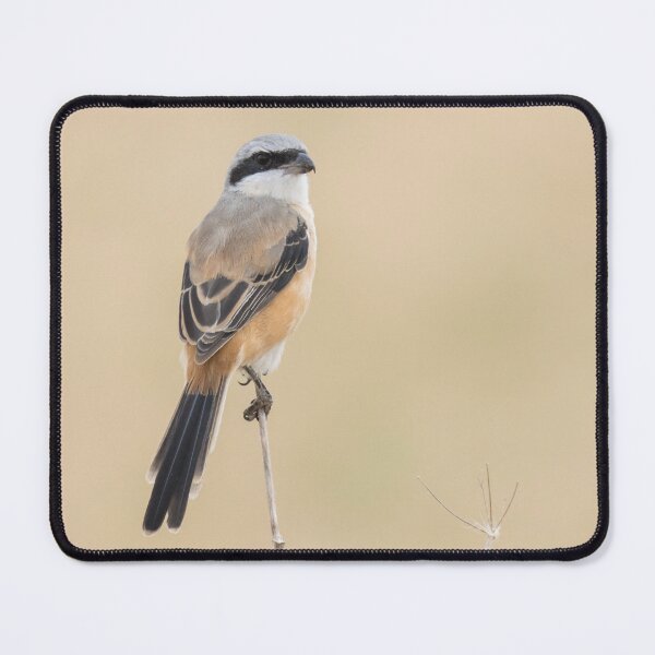 Item preview, Long Tailed Shrike designed and sold by LaurenTucker.
