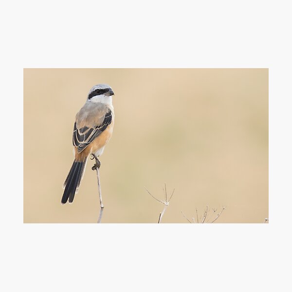 Item preview, Long Tailed Shrike designed and sold by LaurenTucker.