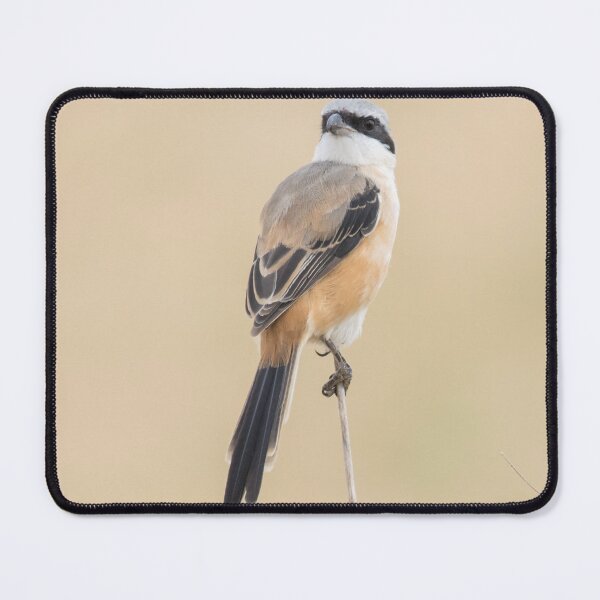 Item preview, Long Tailed Shrike designed and sold by LaurenTucker.