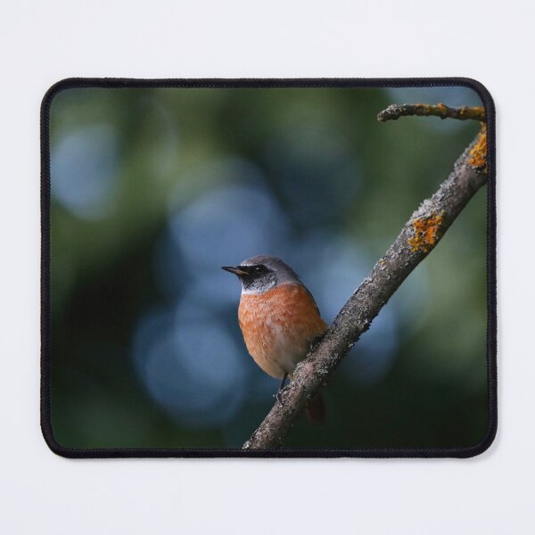 Item preview, Close-up of a redstart bird sitting on a branch. designed and sold by NaturePhotography.