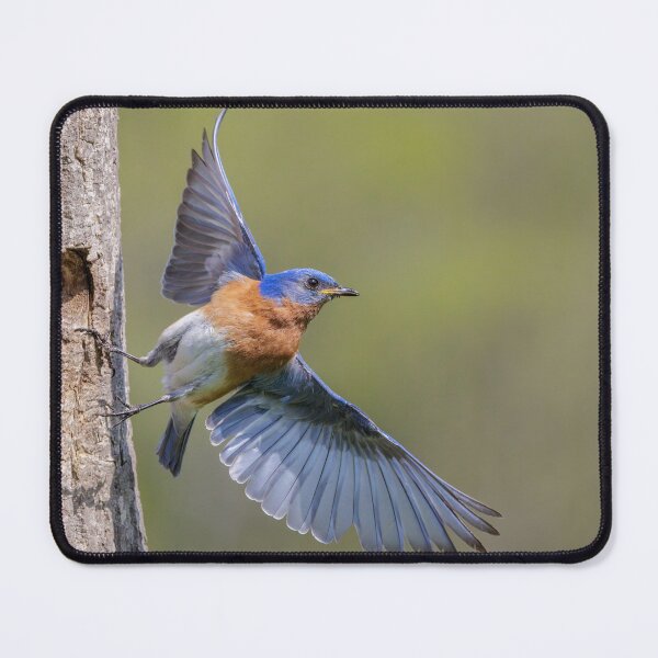 Item preview, Eastern Bluebird leaving Nest Hole designed and sold by Gerard Fornarotto.