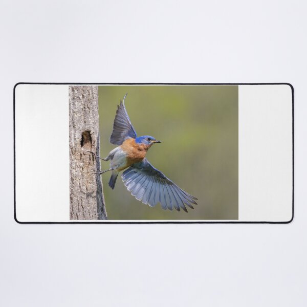 Item preview, Eastern Bluebird leaving Nest Hole designed and sold by Gerard Fornarotto.