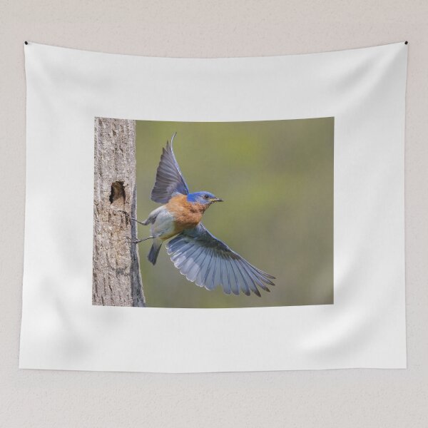 Item preview, Eastern Bluebird leaving Nest Hole designed and sold by Gerard Fornarotto.