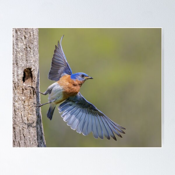 Item preview, Eastern Bluebird leaving Nest Hole designed and sold by Gerard Fornarotto.